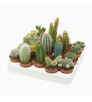 Volle kar cactus mix 5,5 cm