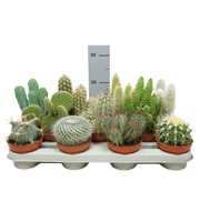 Volle kar Cactus mix 10,5 cm