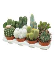 Volle kar cactus mix 13 cm