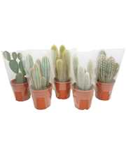 Volle kar cactus mix 17 cm in hoes