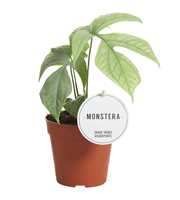 Monstera Amydrium Medium Silver