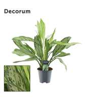 Aglaonema Silver Queen (Decorum)