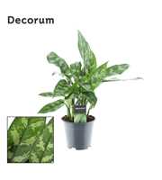 Aglaonema Maria (Decorum)