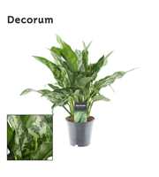 Aglaonema Maria (Decorum)