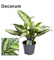 Aglaonema Jubilee Petite