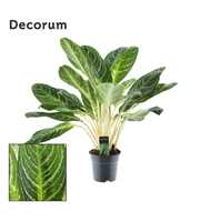 Aglaonema Keylime (Decorum)