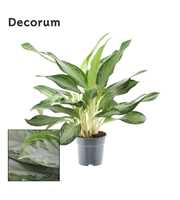 Aglaonema Greenlight