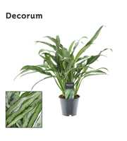 Aglaonema Cutlass (Decorum)