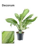 Aglaonema Cleopatra (Decorum)