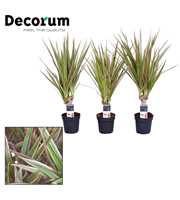 Dracaena Bicolor stam 7 cm (Decorum)