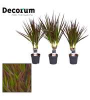 Dracaena Magenta stam 7 cm (Decorum)