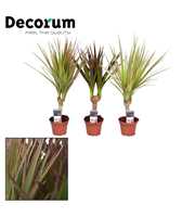 Dracaena gemengd op stam 7 cm (Decorum)