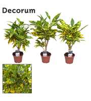 Croton Gold Dust stam 7 cm (Decorum)