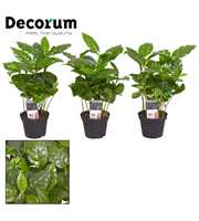 Coffea Arabica 7 cm (Decorum)