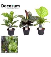 Calathea mix 7 cm (Decorum)