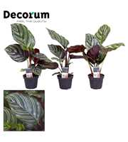 Calathea Ornata 7 cm (Decorum)