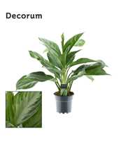 Aglaonema Silver Bay 3 stekken p.p. (Decorum)