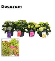 Hydrangea Bol 7 - 12 kop diverse kleuren (3-4) per