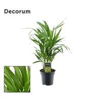 Dypsis lutescens (Areca) (Decorum)