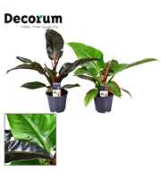 Philodendron mix Imperial Green & Red (Decorum)