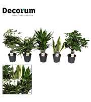 Groenmix Jamaica (diverse soorten) (Decorum)