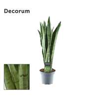 Sansevieria Spearmint (Decorum)