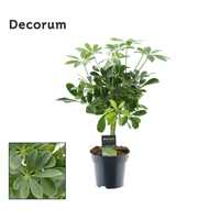 Schefflera Compacta (Nora) op stam (Decorum)