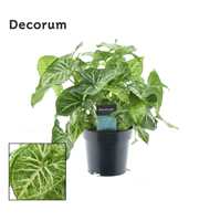 Syngonium Arrow Feel Green (Decorum)