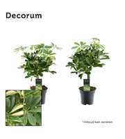 Schefflera op stam mix (Gold Capella & Compacta) (