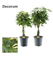 Schefflera gevlochten stam mix (Decorum)