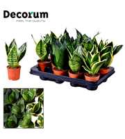 Sansevieria gemengd dwarf 7 cm (Decorum)