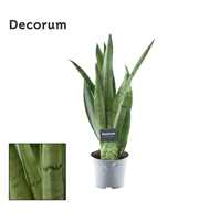 Sansevieria Spearmint (8+ blad) (Decorum)