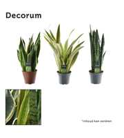 Sansevieria mix