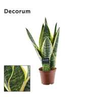 Sansevieria Futura Superba 3 stekken p.p. (Decorum