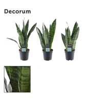 Sansevieria Black Coral 7 cm (Decorum)