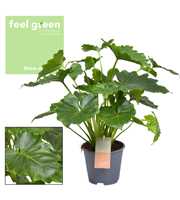 Philodendron Shangri La Feel Green (Decorum)