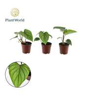 Philodendron Mamei 7 cm