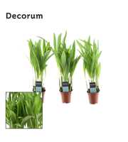 Tiny Pammy (Areca) (Decorum)