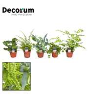 Varen mix 7 cm (Decorum)