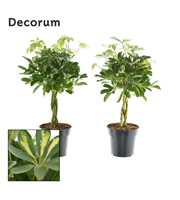 Schefflera vlecht mix (Gold Capella & Compacta) (D