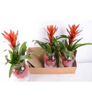 kerst melkkan guzmania