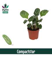 Calathea 7cm Compactstar