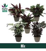 Calathea 32cm gemengd Rhythm of Nature