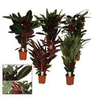 Calathea 21cm gemengd