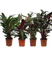 Calathea 21cm gemengd Rhythm of Nature