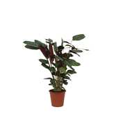 Calathea 19cm Compactstar Rhythm of Nature (Ctenan