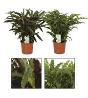 Calathea 17cm Grass mix