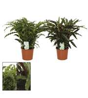 Calathea 17cm Grassmix Rhythm of Nature zonder hoe