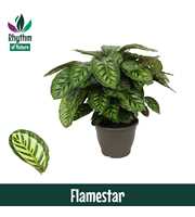 Calathea 32cm Flamestar Rhythm of Nature