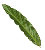 Calathea 21cm Wavestar Rhythm of Nature (Rufibarba